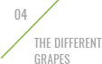 gra_04_grapes